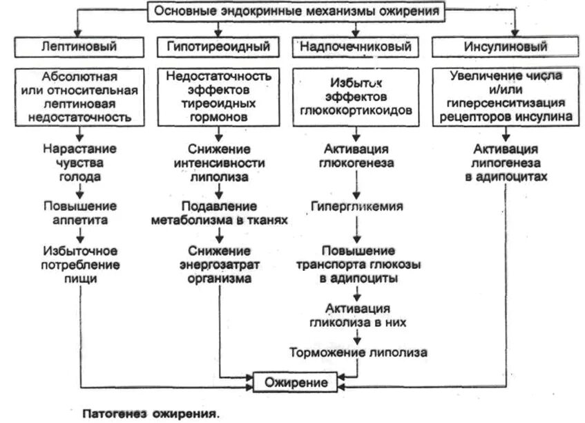 эндокринная форма ожирения. основные механизмы ожирения:. механизмы развития ожирения патофизиология. эндокринные заболевания ожирение. витамин д и ожирение.