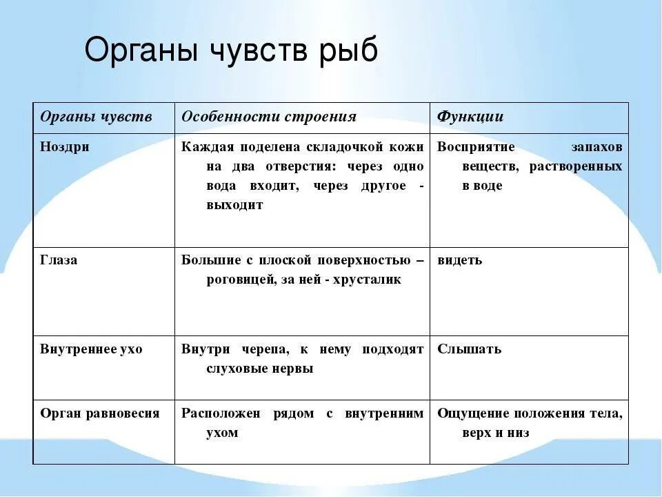 Орган слуха костных рыб. Особенности строения органов чувств у рыб. Органы чувств у рыб характеристика и значение. Функции органов чувств у рыб. Органы чувств рыбы особенности строения и функции.