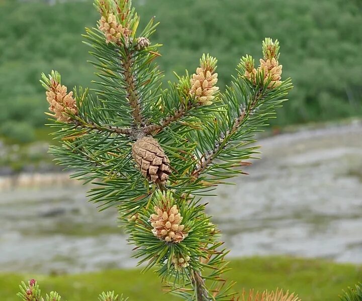 Мужские шишки ели. Pinus friesiana. Pinus Sylvestris шишка. Pinus Sylvestris var. Lapponica. Pinus Sylvestris хвоя.