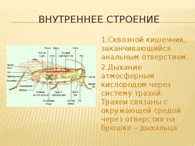 Сквозной кишечник у червей. Сквозной кишечник у кого. Сквозной кишечник у плоских.