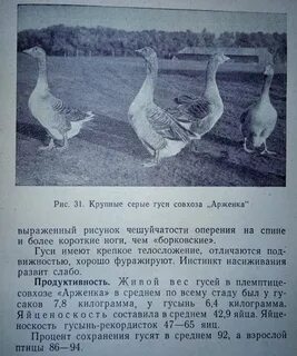 Гуси сколько кг