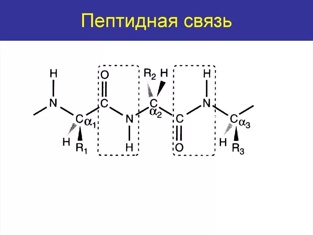 Связаны пептидными связями. Пептидная связь. Схема пептидной связи. Построение пептидной связи. Изобразите структуру пептидной связи..