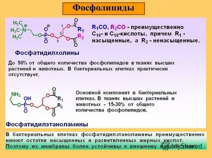 Фосфолипиды что это такое