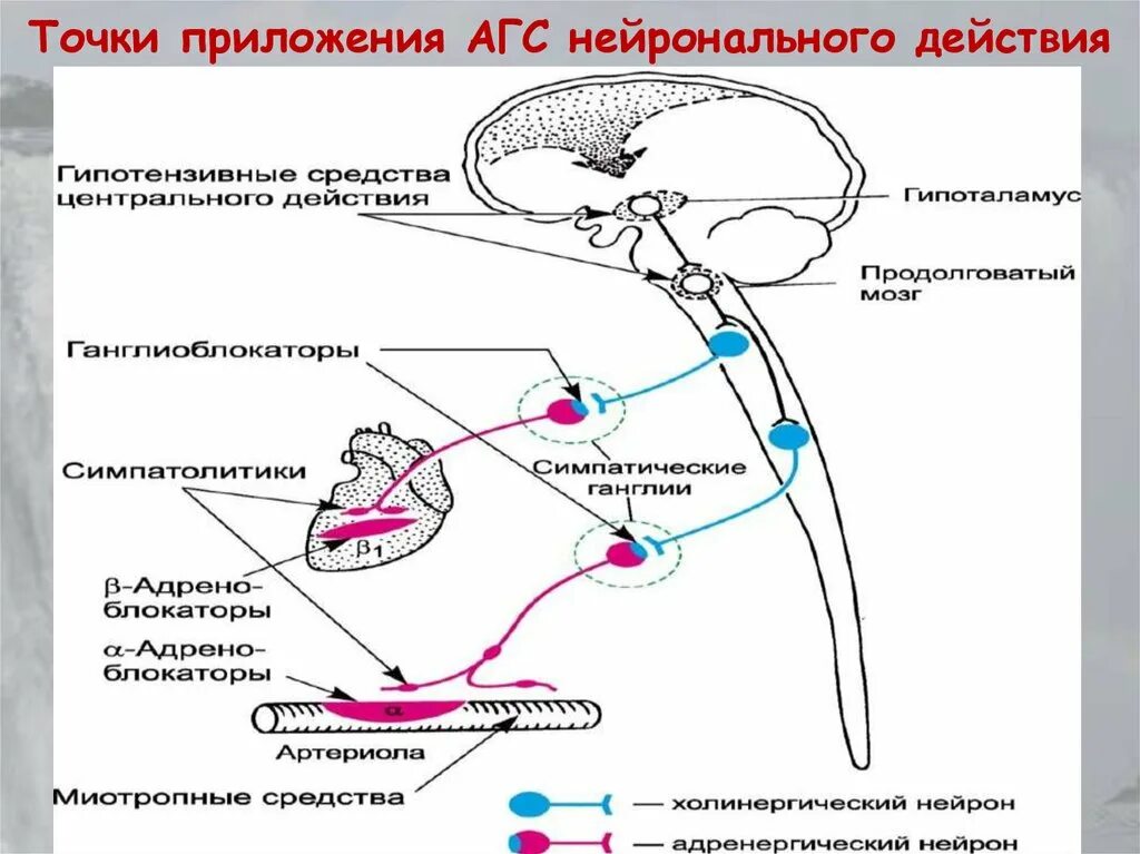 Гипотензивные средства что это. Механизм действия гипотензивных средств схема. Гипотензивные средства центрального действия механизм действия. Локализация действия гипотензивных средств схема. Механизмы гипотензивного действия миотропных средств.