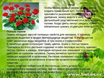 Текст песни герань