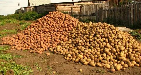 Картофель жирует что делать
