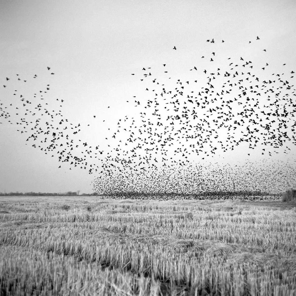 Стая птиц. Комары стая. Мохнатая сизая стая испуганных птиц. Мохнатая сизая стая испуганных птиц. Стая светлогрудых дроздов.