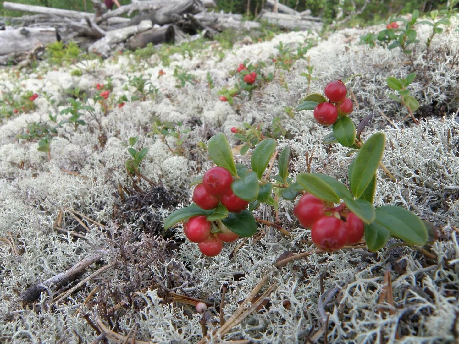 Хвойный с брусникой. Растения тундры Морошка. Ягель, Морошка, брусника. Брусника Чукотка. Тундра ягель ягода.