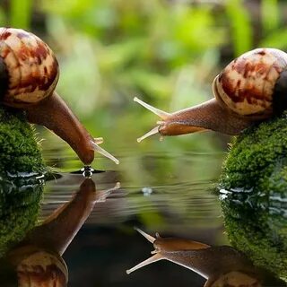 Включи улитка