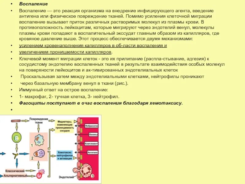 Клеточные реакции при воспалении. Клеточные реакции в очаге воспаления. Реакция клеток на воспаление. Последовательность клеточных реакций в воспалительном процессе. Какие есть реакции организма