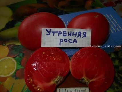 Помидоры утренняя роса