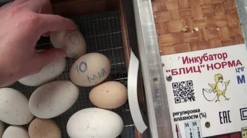 Инкубация блиц норма