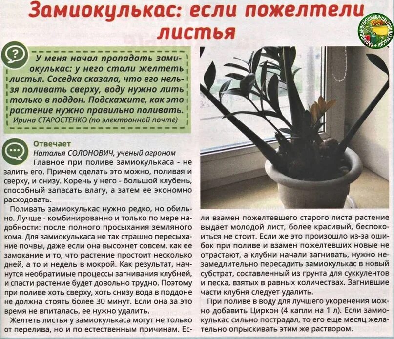 Почему сохнут листья замиокулькаса. Замиокулькас. замиокулькас пожухли листья. земля для замиокулькаса. у замиокулькаса желтеют листья.