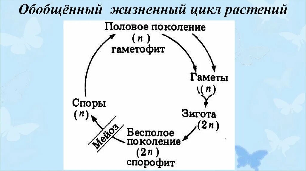 Жизненный цикл растений чередование поколений. Схема чередования поколений у растений. Общая схема циклов растений. Схема жизненного цикла высших растений.