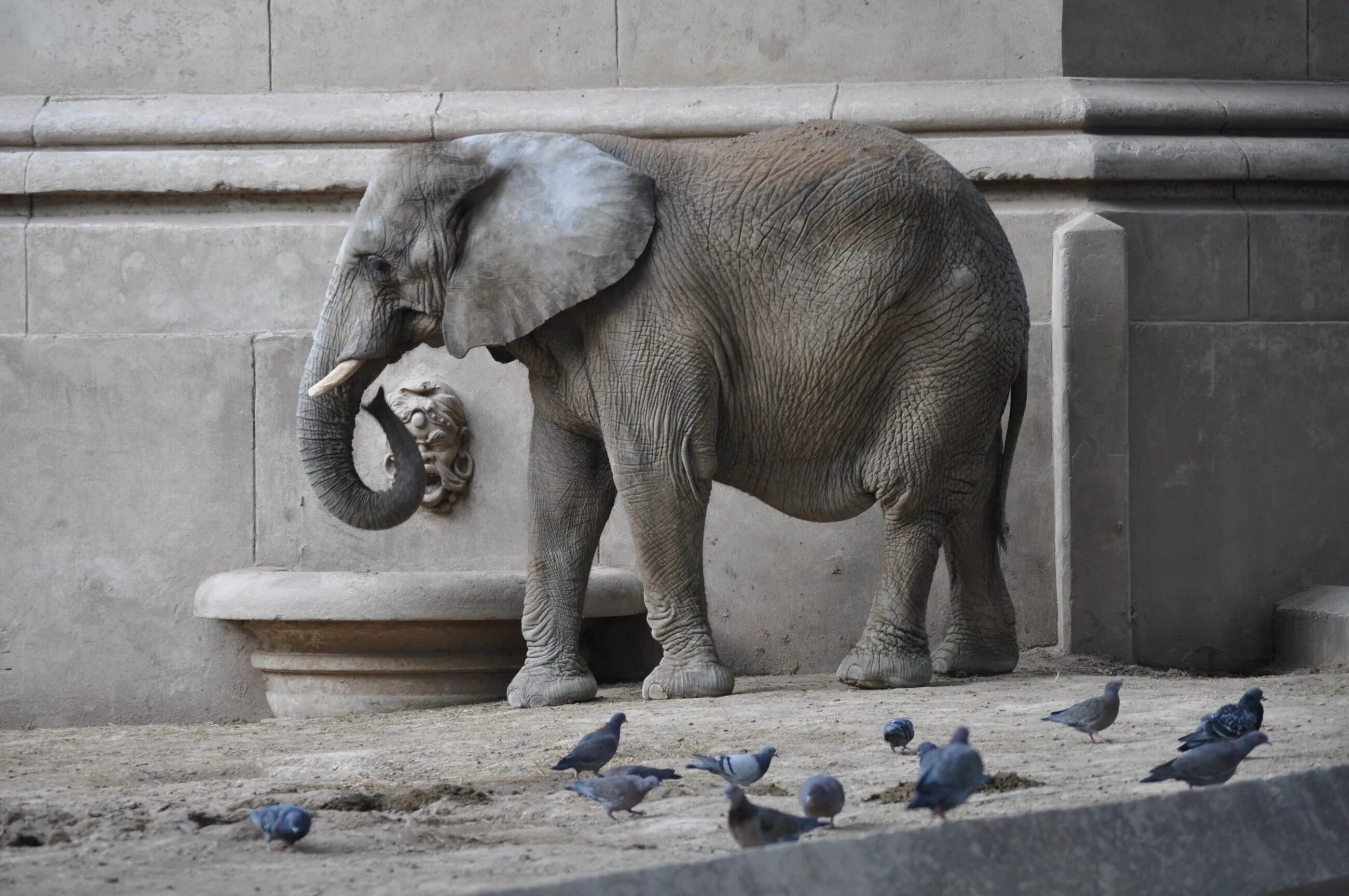 Старый слон. Коричневый слон. Старые слоны. Elephants time