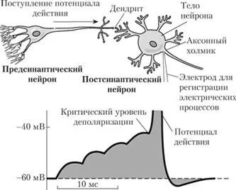 Холинергические нейроны