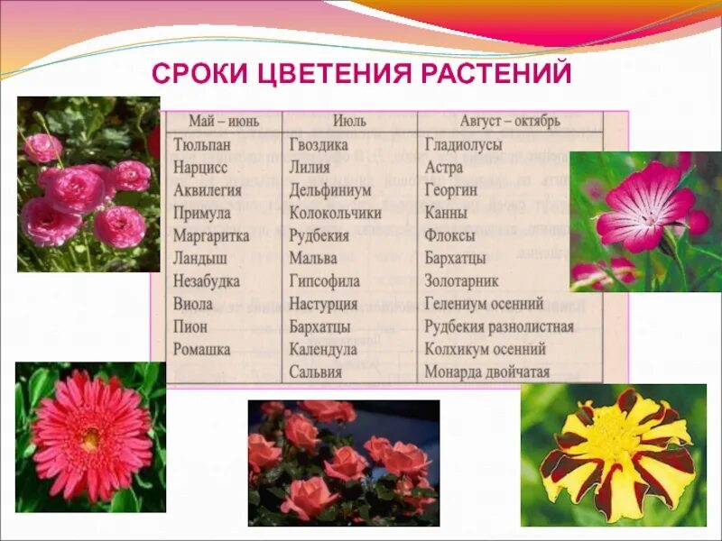 Слово цвести время. Цветы по периоду цветения. Цветы таблица. Уличные цветы и период их цветения. Сроки цветения цветов.