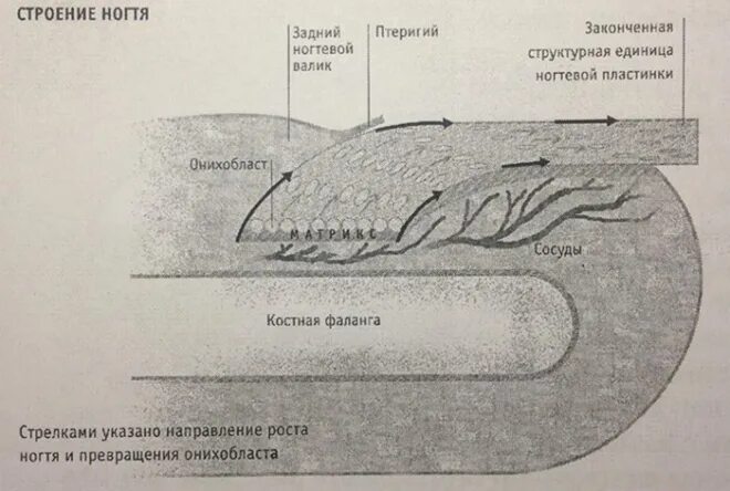 Онихобласты. Строение ногтевой пластины Матрикс. Строение ногтя дорсальный слой. Слои ногтя дорсальный вентральный. Строение ногтя чешуйки.