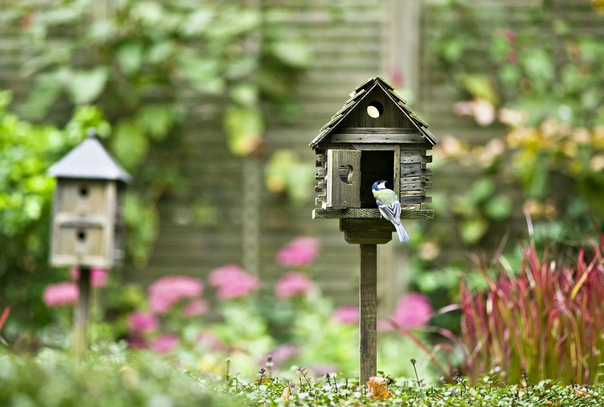 Home bird. Скворечники синичники гоголятники. Синичники для птиц. Домик для птичек. Скворечник для птиц.