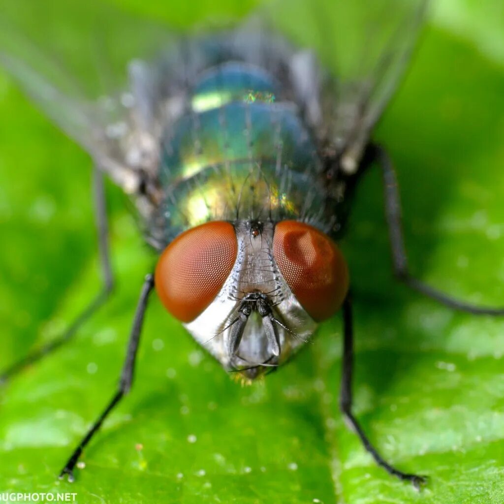 Blow fly. Чымын. Крупная муха. Blow fly. Blow fly.