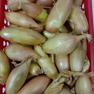 Лук банановый гигант отзывы