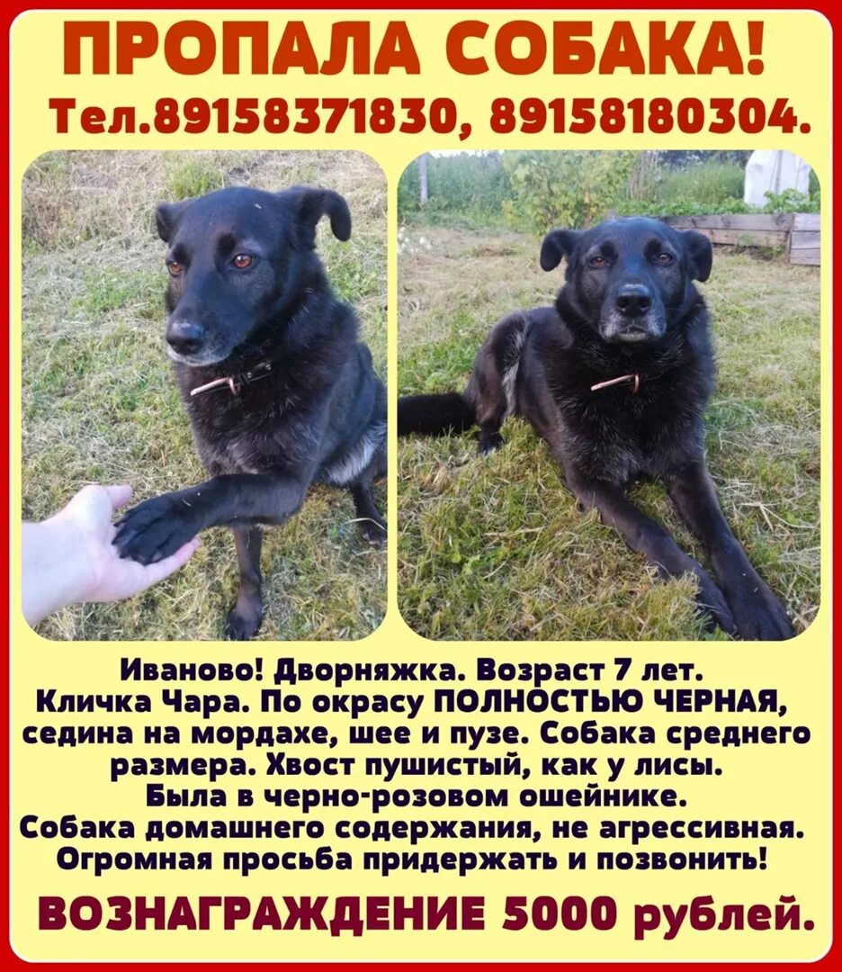 Кличка черного кобеля
