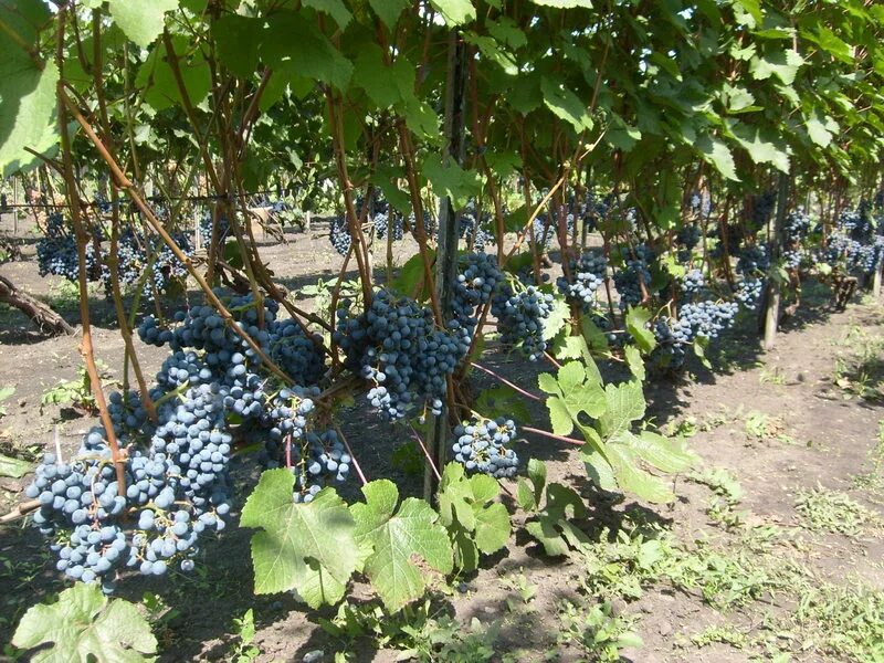 Выращивание винограда средняя полоса. Виноград Лепсна. Виноград экспресс ранний. П-33 виноград. Виноград плодовый Мариновский.