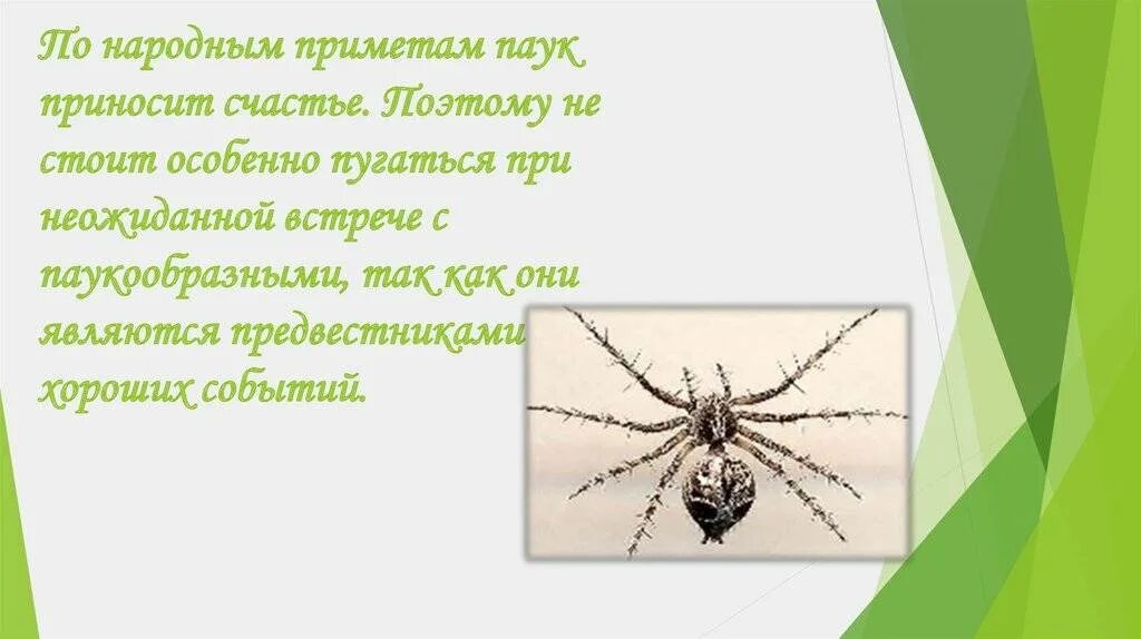 Увидеть паука на полу примета. Паук примета. Паучок примета. Приметы паукообразных. Приметы про пауков.