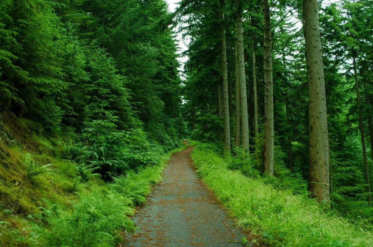 Forest path