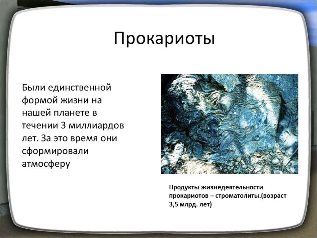 Царство бактерий систематика. Классификация бактерий (архебактерии оксифотобактерии, настоящие. Прокариоты в жизни человека. Подцарство настоящие бактерии. Бацилла прокариот.