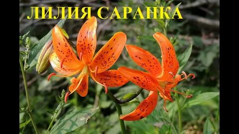 Лилия красная книга