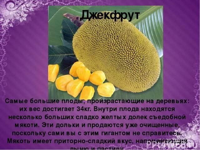 Хлебное дерево джекфрут. Дуриан цибетиновый. Джекфрут (индийское хлебное дерево). Дуриан. Самые большие плоды.