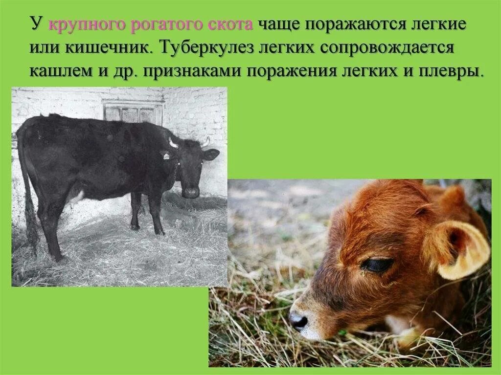 Курсовая крупно рогатый скот. Туберкулез животных крс. симптомы туберкулеза у крупно рогатого скота. туберкулез крупного рогатого скота. туберкулёз рогатый скот.