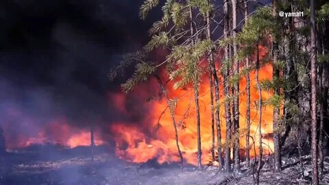Еще два ликвидировано. пожары, лесные, ЯНАО, огонь, леса, тушение, грозы. 
