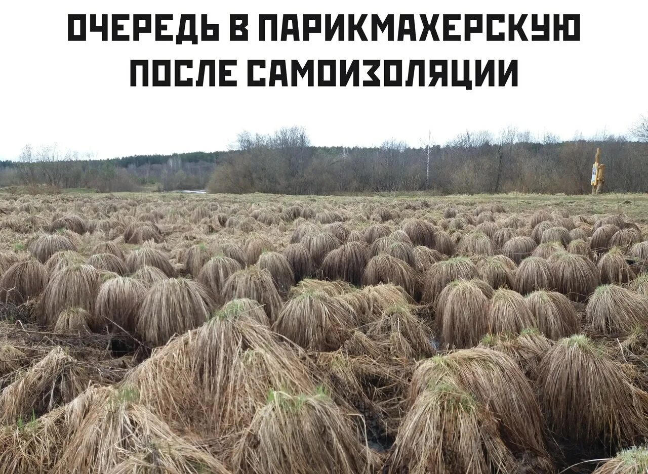 За ковид ответите. Приколы про ковид. Приколы про ковид 19. Очередь в парикмахерскую прикол.