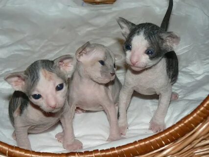 Котята сфинкс с шерстью
