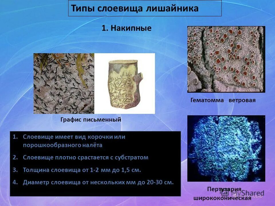 Типы слоевищ. Типы слоевищ лишайников. Накипные лишайники виды.