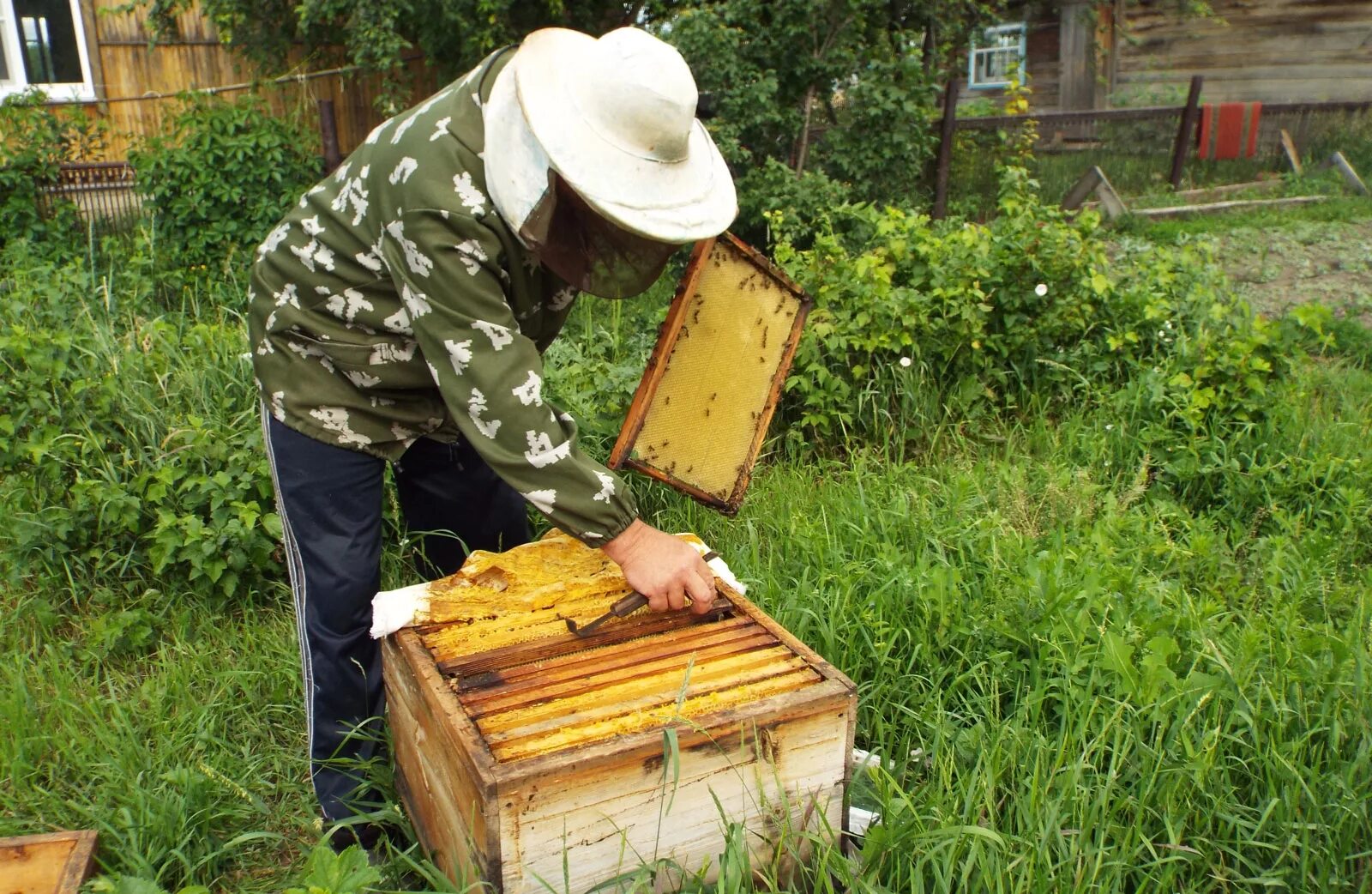 Сбор мёда из улья. Человек пчела. Пчеловод выход. Пчеловод. Пчелы на крыше.