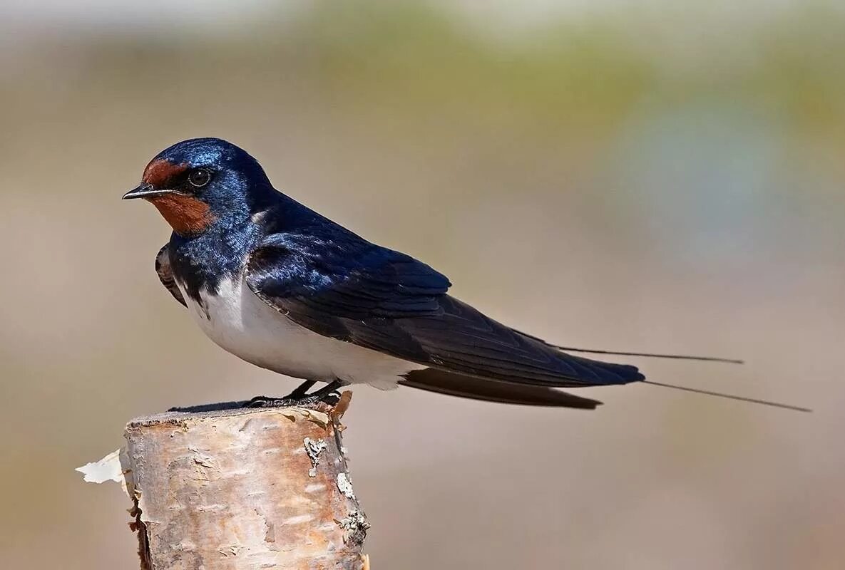 Деревенская Ласточка Касатка. Деревенская Ласточка – Hirundo Rustica. Амбарная Ласточка. Насекомоядные птицы Ласточка. Qaldirg och rasmi