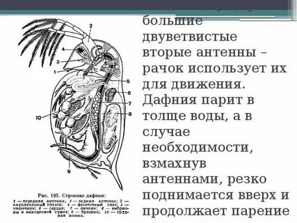 Какой тип кровеносной системы характерен для дафнии
