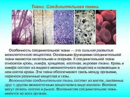 Какая ткань соединения