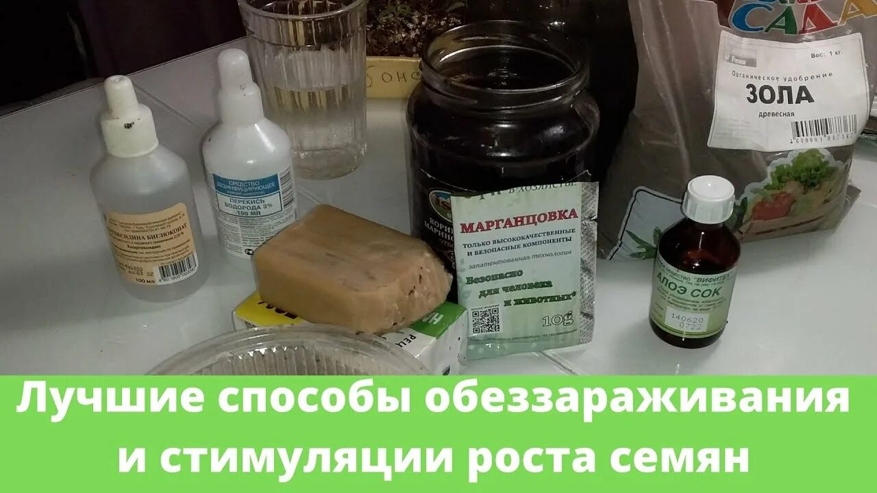 Как обработать семена томатов хлоргексидином. Обеззараживание семян. обеззараживание семян перца. обеззараживание семян перед посевом хлоргексидином. протравливание семян перца.