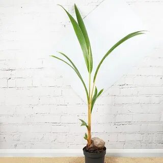 Plant balanced
