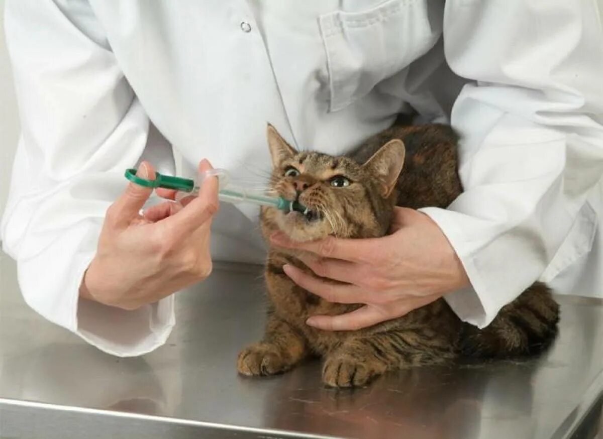 Можно ли кошке обезболивающее. Таблеткодаватель. Введение лекарств животным. Таблеткодаватель для кота.