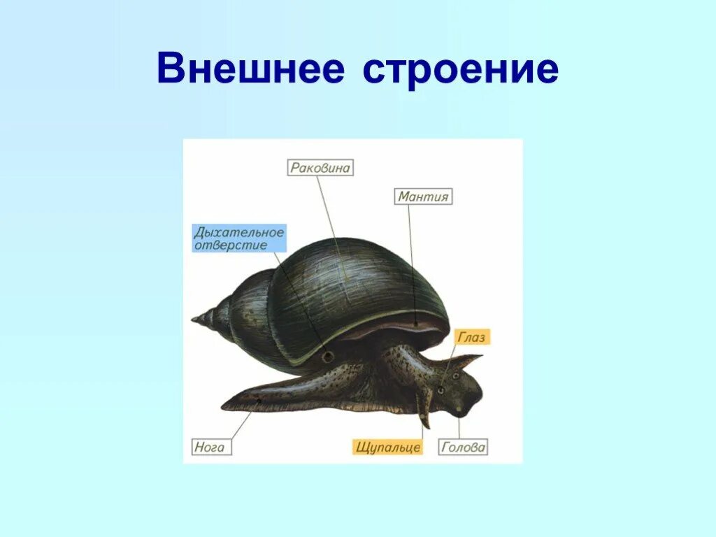 Строение брюхоногих моллюсков. Внешнее строение брюхоногих. Брюхоногие моллюски внешнее строение. Внутреннее строение брюхоногих моллюсков. Органы чувств большого прудовика