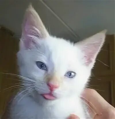 Коты могилев. Коты могилев