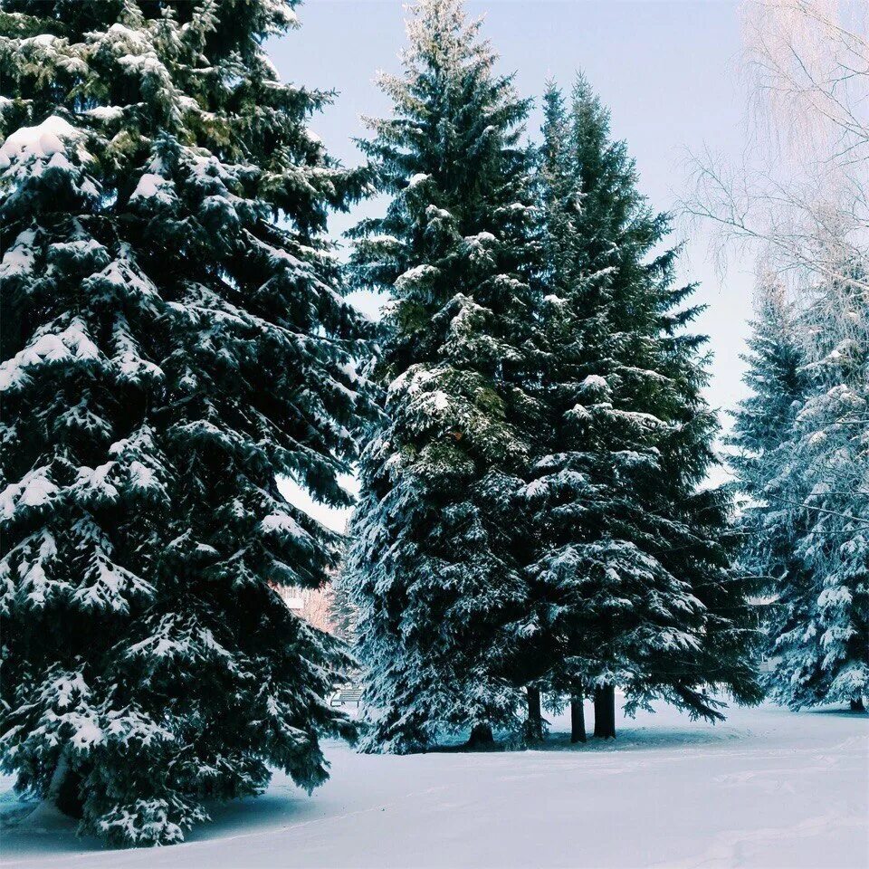 ель в зимнем лесу. елка в зимнем лесу. где елка в лесу. елка зимой.