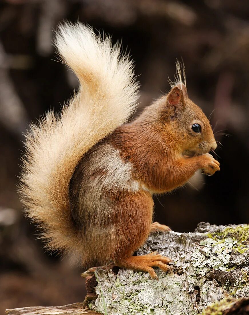 Белка или белок. Белка обыкновенная – Sciurus vulgaris. Среднерусская белка, (Векша). Обыкновенная белка с бельчатами. Уссурийская белка.