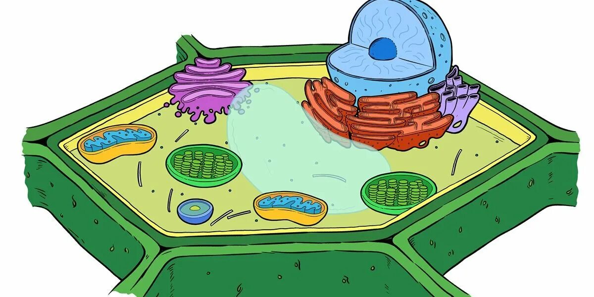 Клетка растения. Растительная клетка. Модель растительной клетки. Plant Cell structure. Рисунок модели клетки