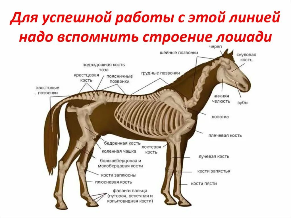 Лошади разбор. Скелет лошади строение. Кости лошади анатомия. Строение лошади анатомия. Строение лошади кости.